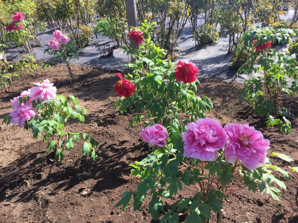 須賀川牡丹園開園◆4月17日(金)～5月31日(日)